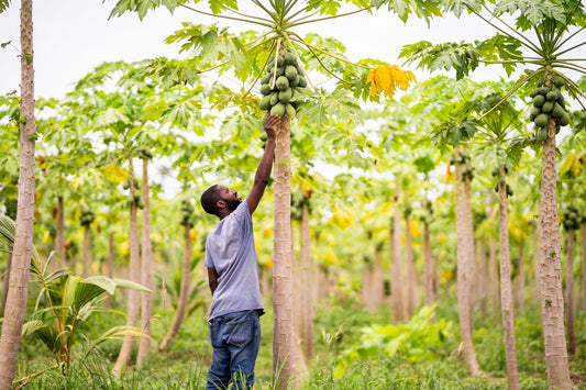 An Interview with Pawpaw Farmer (& Returnee) Bobby Gyesi