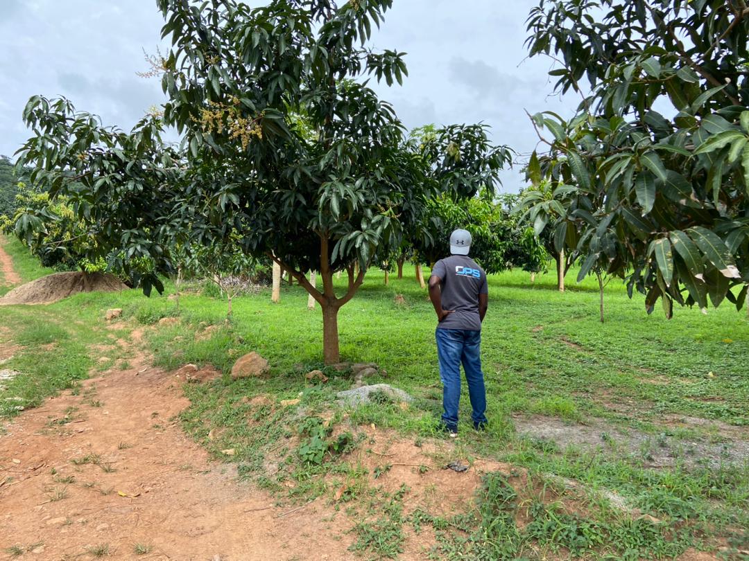 Mango Trees Don't Like Climate Change